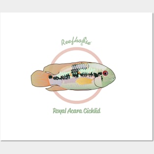 Royal Acara Cichlid Posters and Art